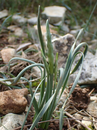 Image of Narcissus dubius by (c) Franck Cabot, some rights reserved (CC BY)