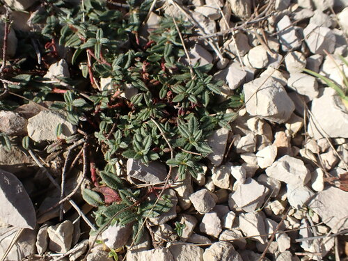 Image of Helianthemum oelandicum by (c) Franck Cabot, some rights reserved (CC BY)