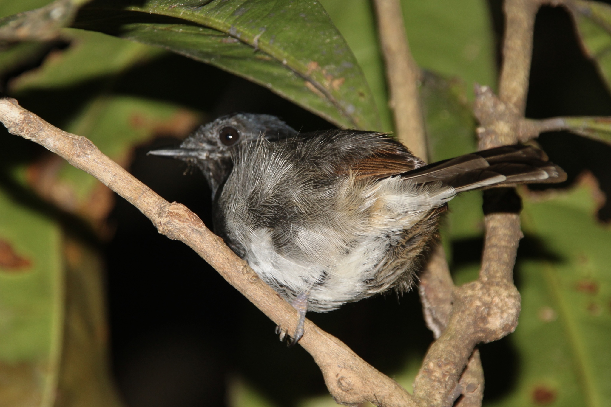 Madagascar Magpie-Robin (Copsychus albospecularis), photo 6