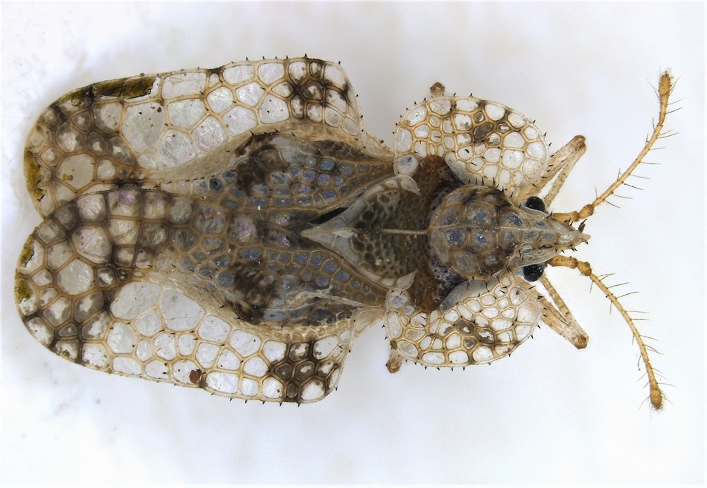 Corythucha mollicula