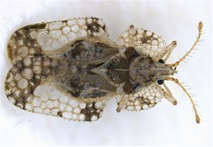 Corythucha mollicula image