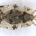 Corythucha mollicula - Photo (c) Jeff Eickwort, vissa rättigheter förbehållna (CC BY-NC), uppladdad av Jeff Eickwort