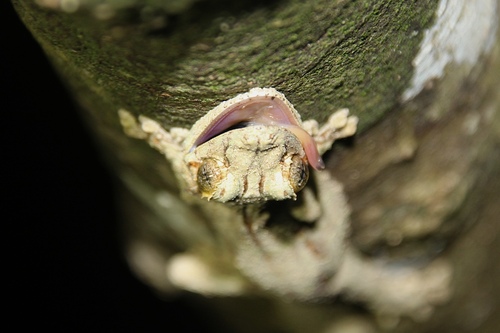 mossy leaf-tail gecko, Uroplatus sikorae