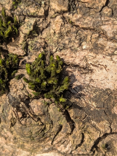 River Bristle-moss (Orthotrichum rivulare)