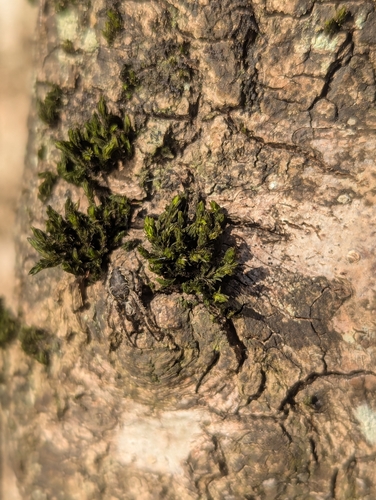 Image of Orthotrichum rivulare by (c) Óscar Sampedro, some rights reserved (CC BY)