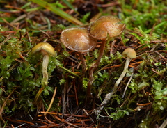 Psilocybe aztecorum