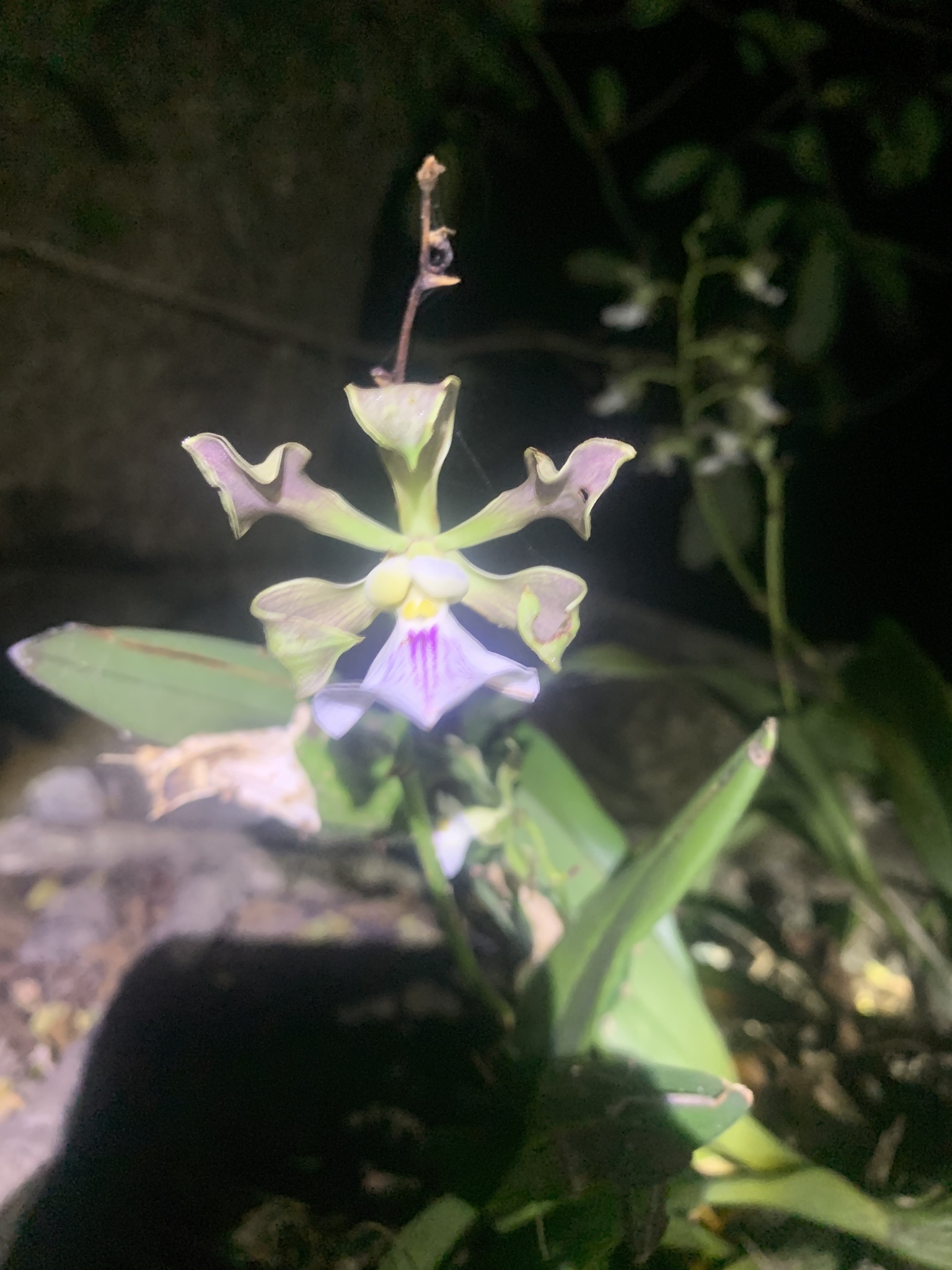 Imagem de Orquídea coração