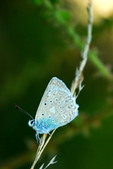 Polyommatus daphnis