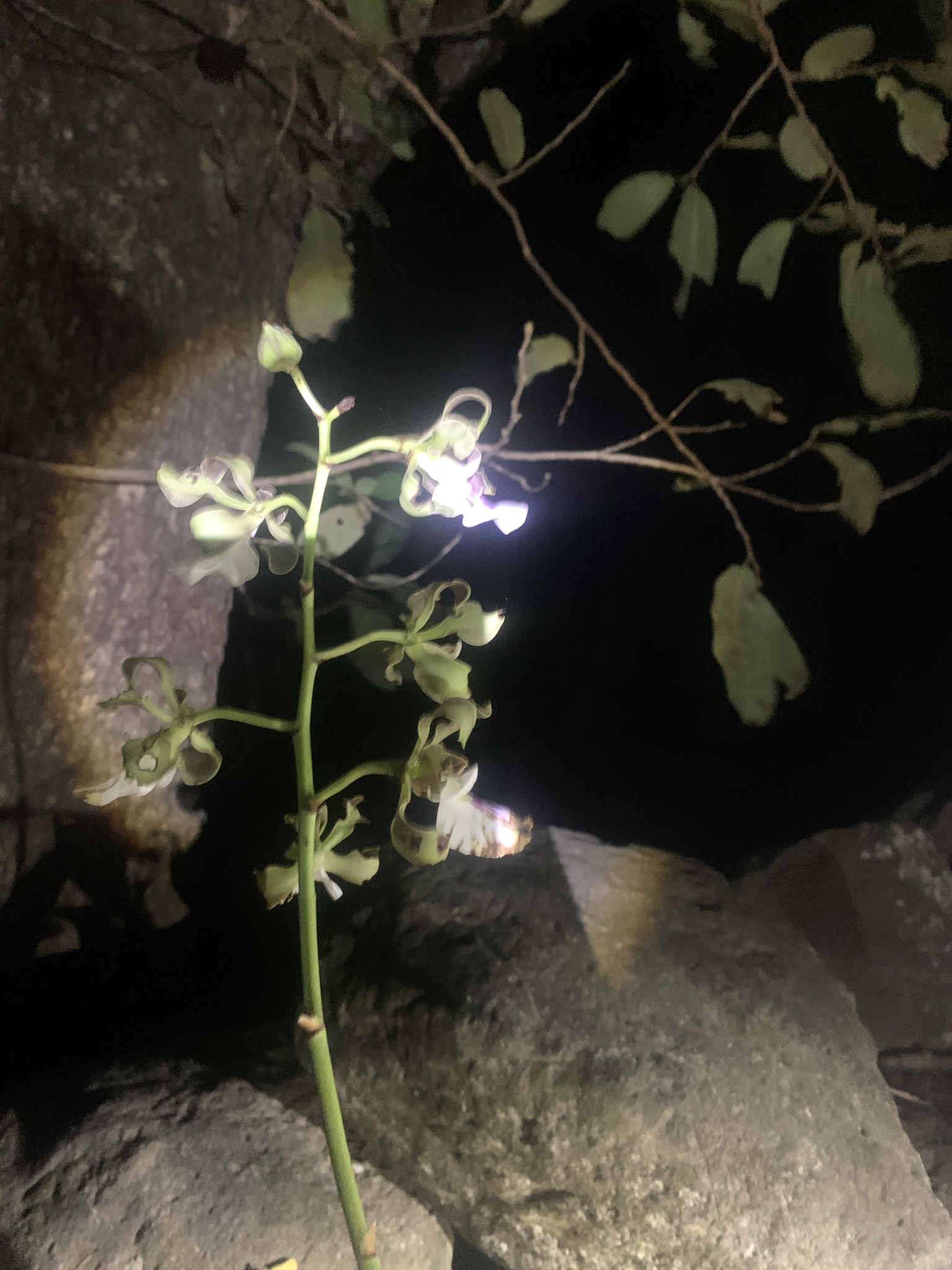 Imagem de Orquídea coração