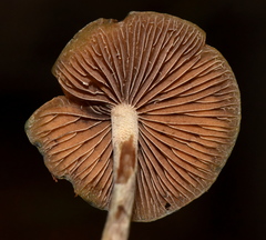 Psilocybe aztecorum