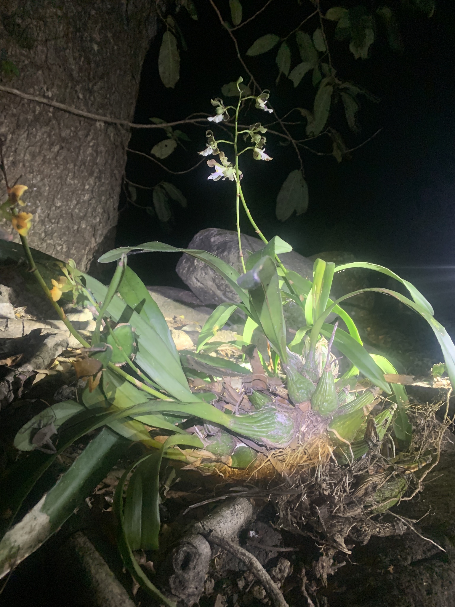 Imagem de Orquídea coração
