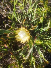 Protea aspera
