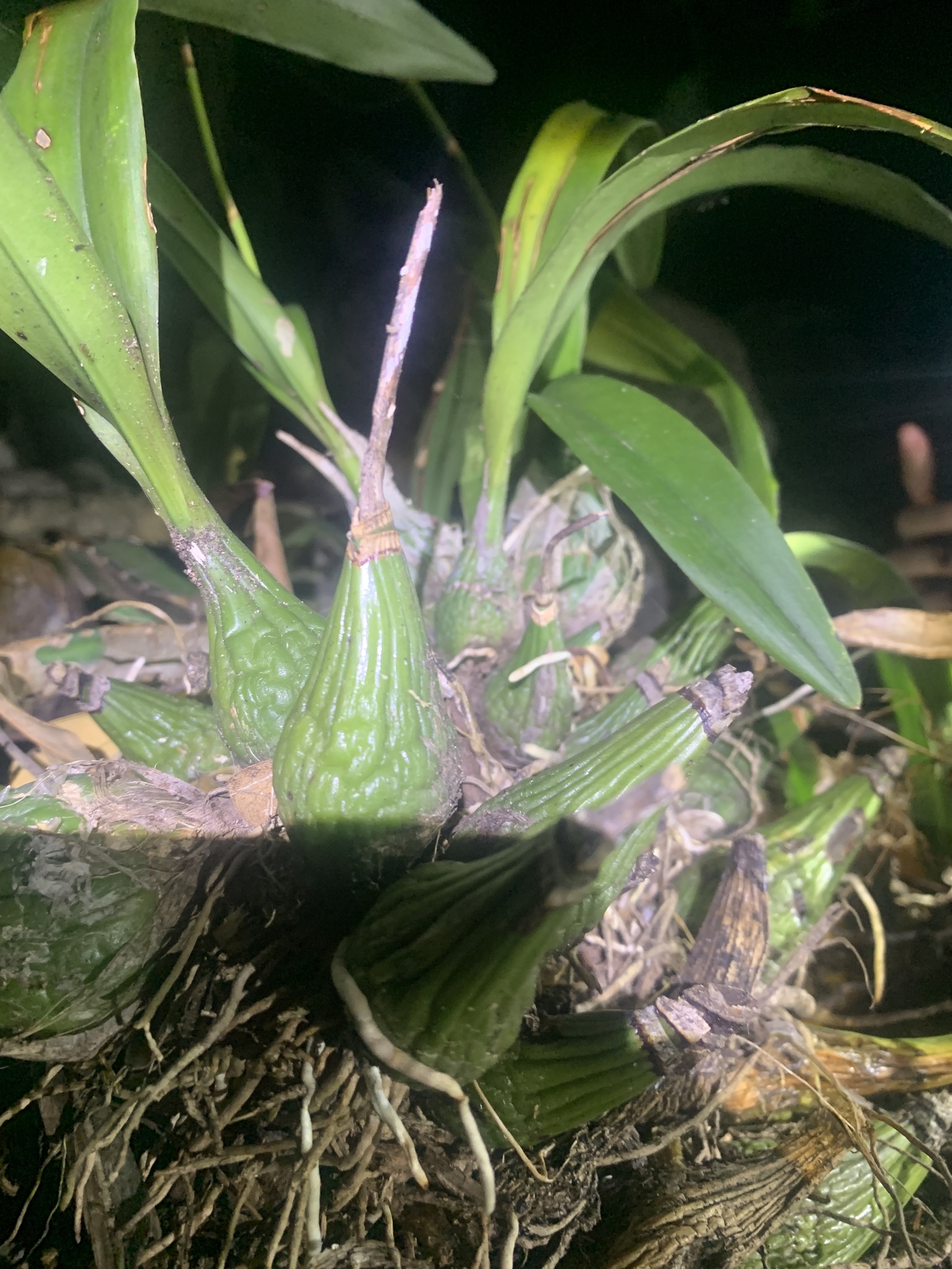 Imagem de Orquídea coração