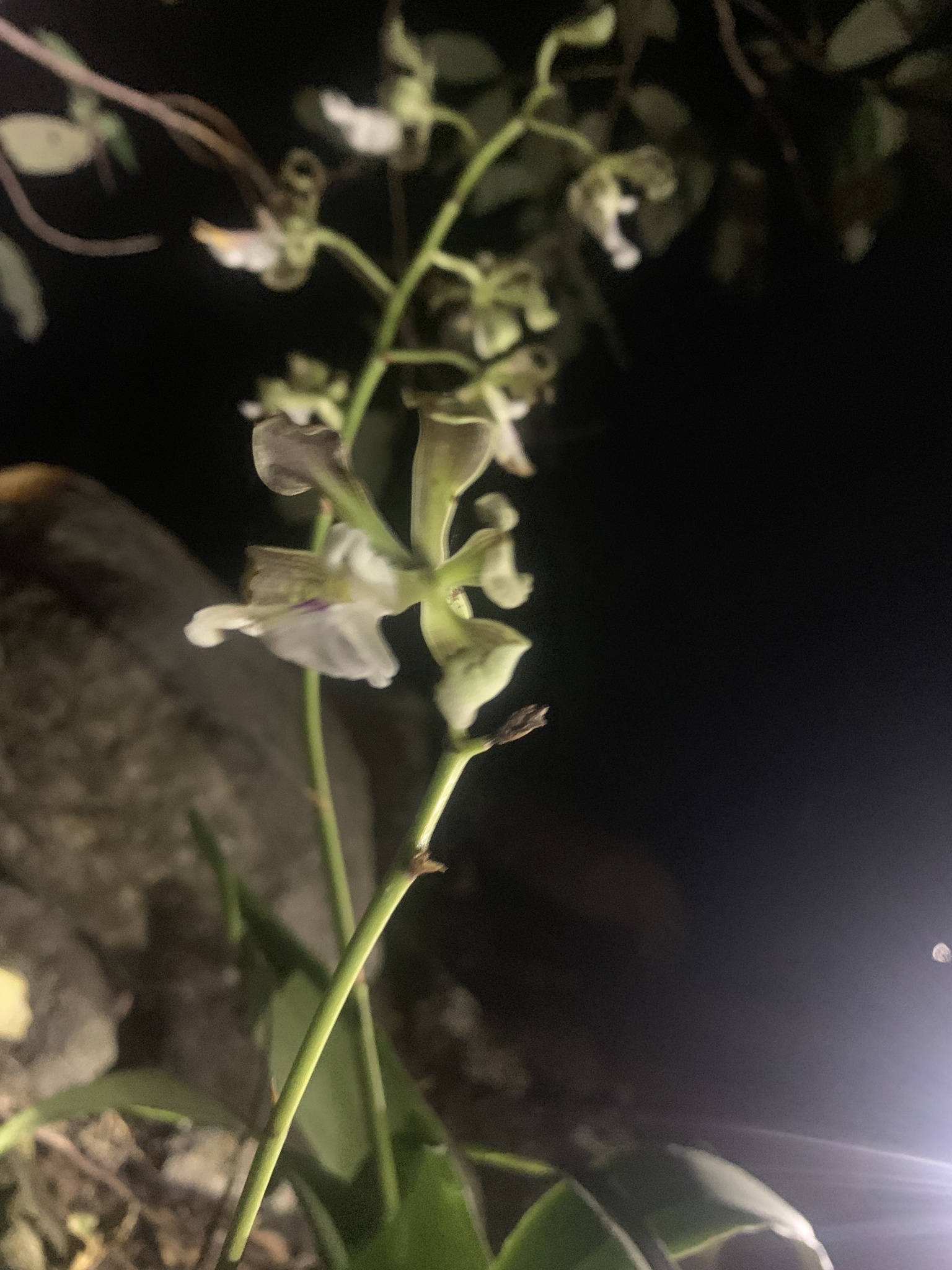Imagem de Orquídea coração