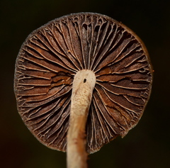 Psilocybe aztecorum