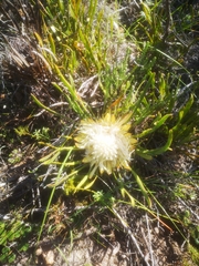 Protea aspera