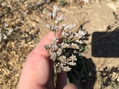 Limonium californicum