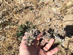Limonium californicum