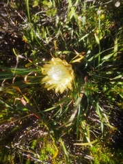Protea aspera