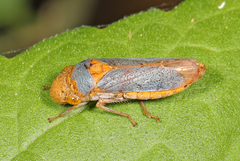 Oncometopia hamiltoni