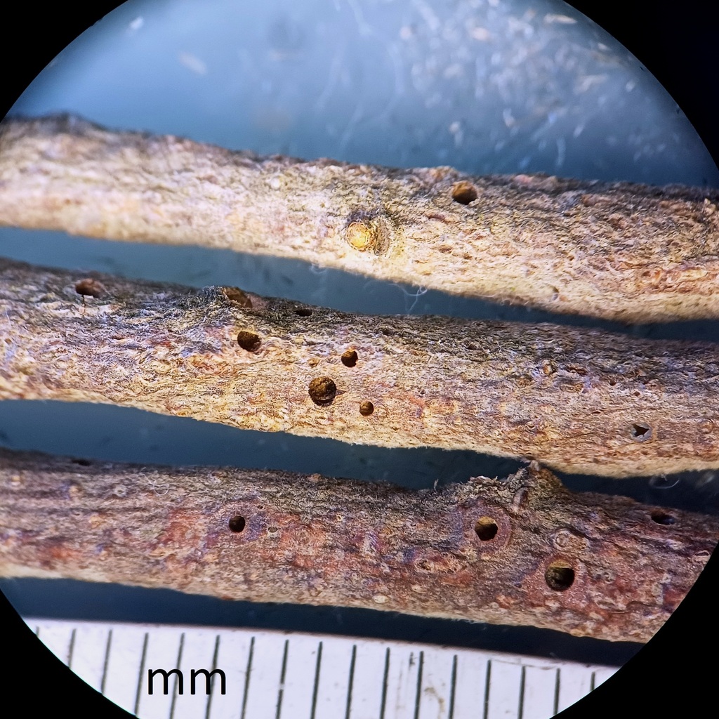 Plagiotrochus amenti