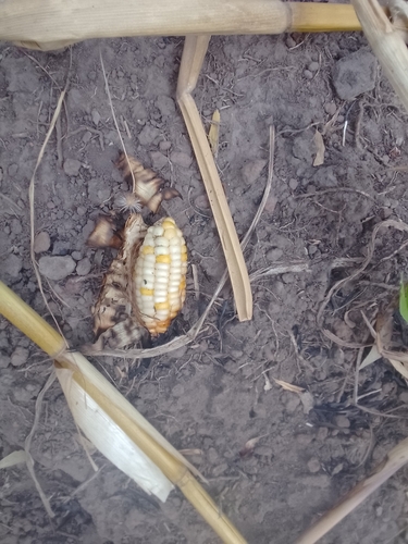 Maize
