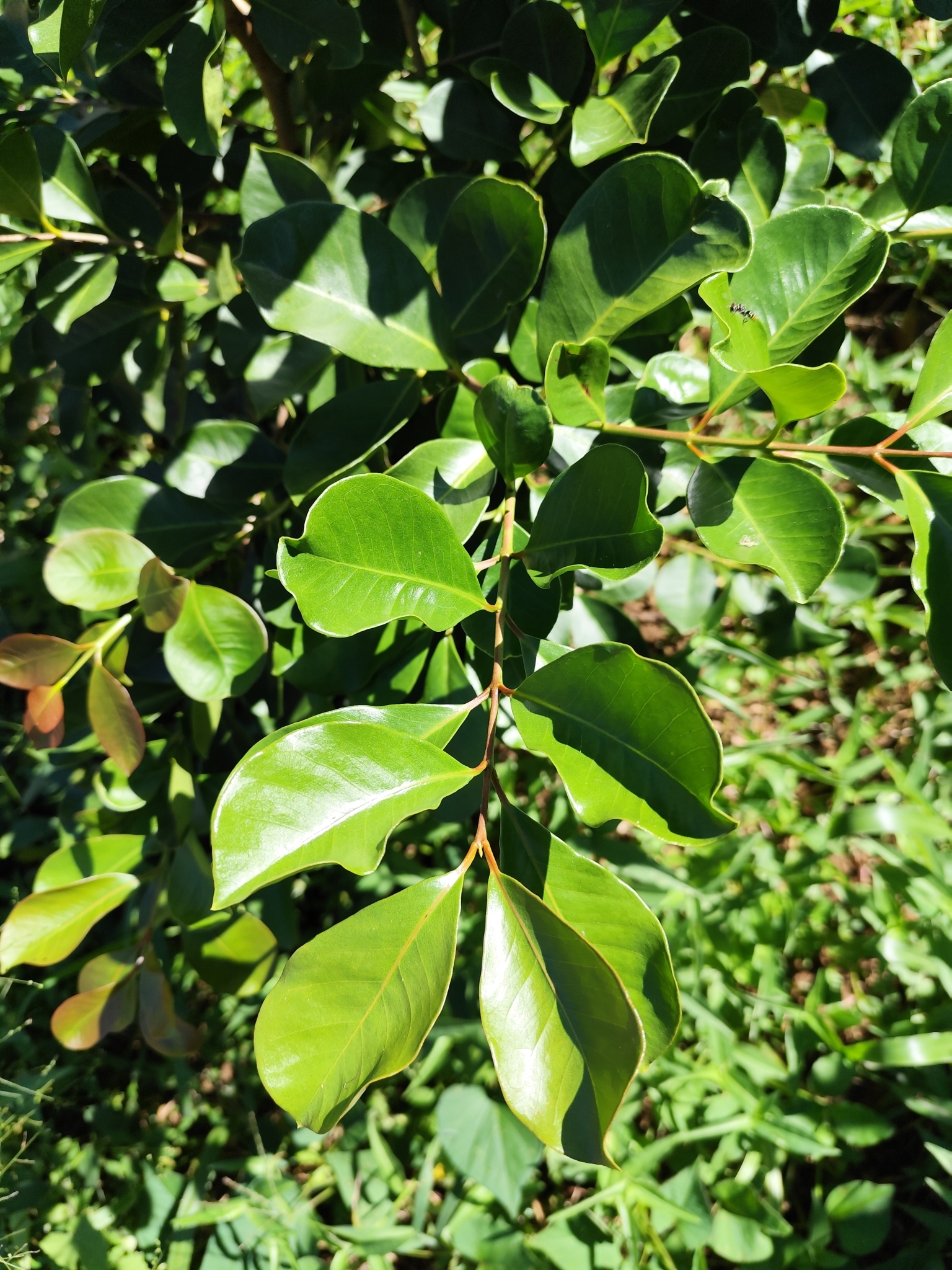 Psidium cattleianum