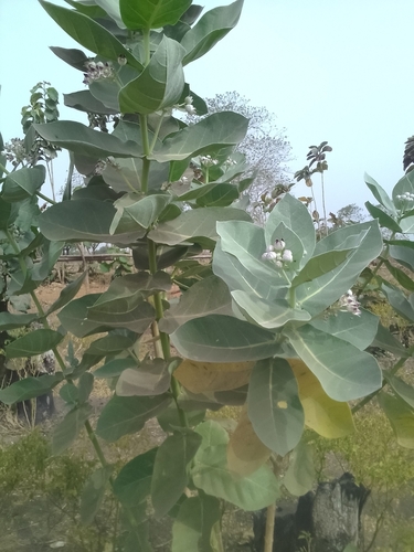 giant milkweed