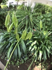 Agapanthus