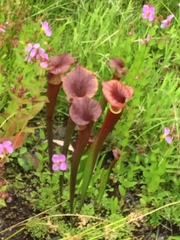 Sarracenia