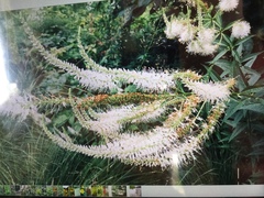 Veronicastrum