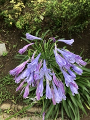 Agapanthus