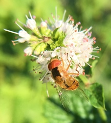 Copestylum sexmaculatum