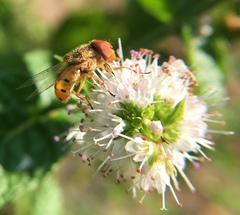 Copestylum sexmaculatum