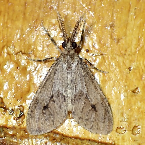 Trocodima lenistriata