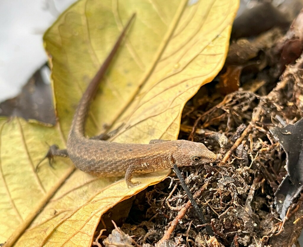 Skink Tegu