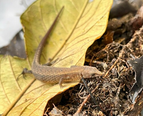 Skink Tegu