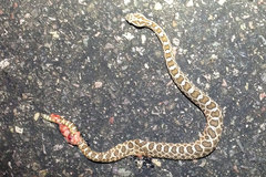 Sistrurus tergeminus