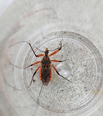 Rhynocoris bipustulatus