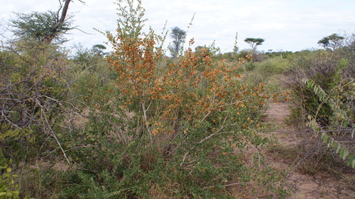 russet bushwillow