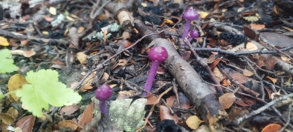 Thaxterogaster magellanicus · March 2025 · photo: © fede_munoz (iNaturalist, cc0)