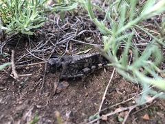 Bryodemella