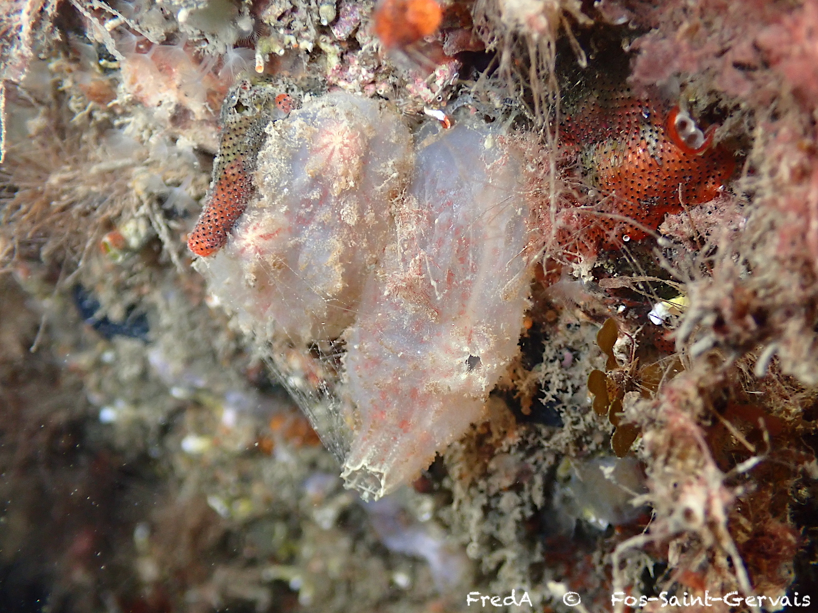 Ascidiella aspersa (Müller, 1776)