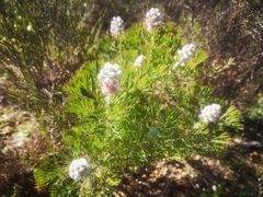 Paranomus abrotanifolius