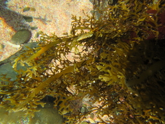 Carpophyllum plumosum