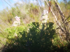 Paranomus abrotanifolius