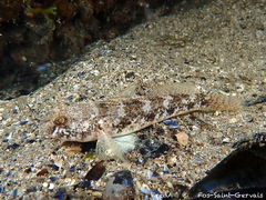 Black Goby photo 4