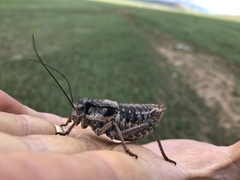 Bradyporinae