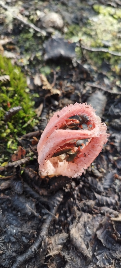Laternea pusilla · March 2025 · photo: © fede_munoz (iNaturalist, cc0)