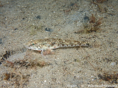 Marbled Goby photo 5